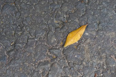 Asfalt yolda bir yaprak