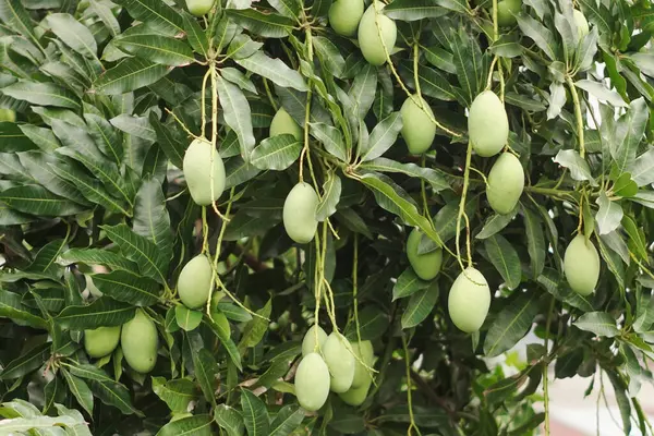 Çekici mangolar, tatlı meyveler bekliyor. Yeşillik mango ağaçları, dallarından sarkan meyvelerle görkemli bir şekilde dururlar. Taze yeşil yapraklar toplanmayı bekleyen mangolar için mükemmel bir zemin..