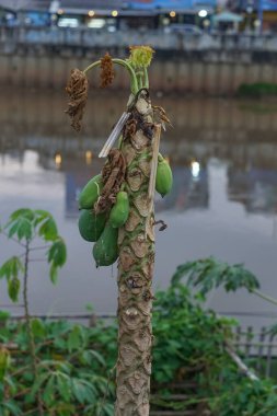 Papaya meyvesi hala ağaçta. Bahçede büyüyen bir papaya ağacı.