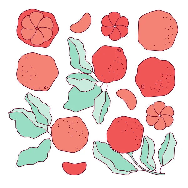 Állítsa Grapefruit Szeletek Levelek Vektorlapos Illusztráció Vázlattal Doodle Rajzolt Citrus — Stock Vector