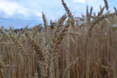 Yellow ears of wheat on the background of the blue sky