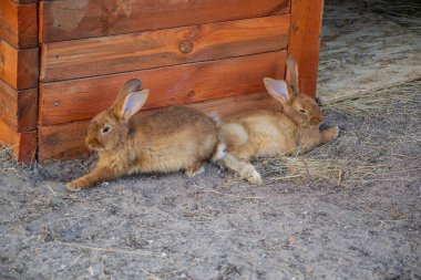 Yeşil arka planda kızıl saçlı tavşan