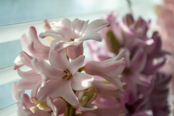 Kaunis Vaaleanpunainen Hortensia Kukkia Puutarhassa — kuvapankkivalokuva
