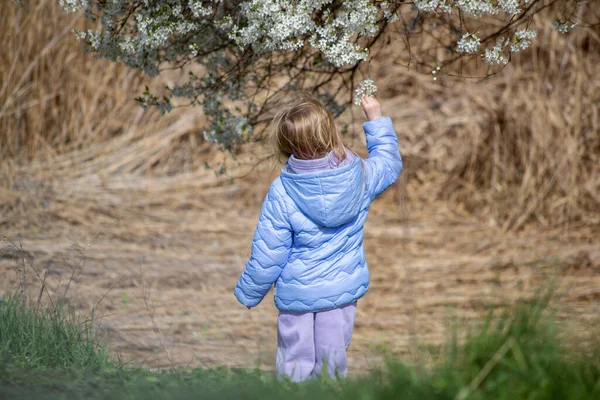 春天的时候 一个小女孩在一棵盛开的树上 — 图库照片