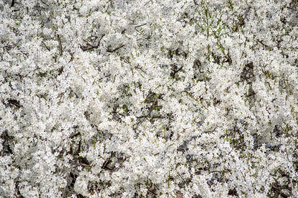 Weiße Blüten Eines Baumes Garten — Stockfoto