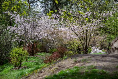 Parkın güzel bir bahar manzarası.