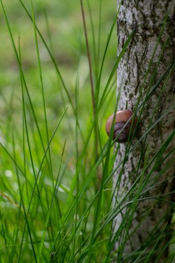 Yeşil yapraklı çimenlerdeki salyangoz yaz parkında