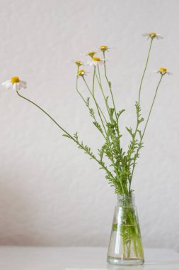 Beyaz arkaplanda beyaz vazoda papatya çiçekleri. 