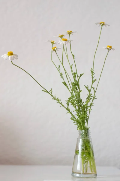 Kamillenblüten Weißer Vase Auf Weißem Hintergrund — Stockfoto