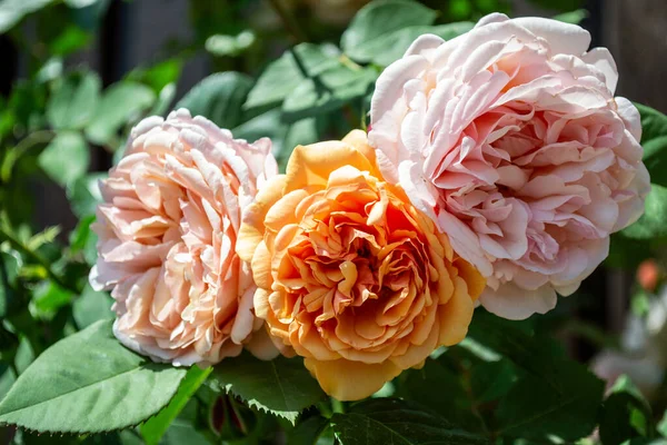 Красивые Розы Саду Летнее Время Качестве Фона Красивый Цветок — стоковое фото