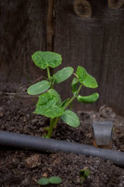 Tohumlardan küçük salatalıklar filizlendi.