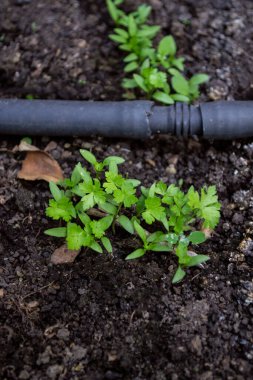 Bahçe yatağında genç maydanoz, sulandırıcı.