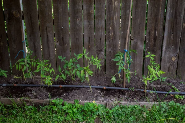 Tomat Hijau Tumbuh Kebun — Stok Foto
