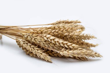 ears of wheat on a white