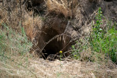 Çimenlikteki ormanda tilki deliği