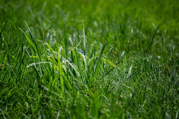 Зеленая Трава Газоне Капли Росы — стоковое фото