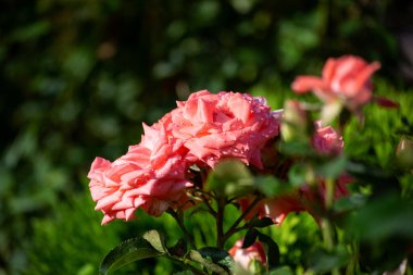 Bahçedeki güller, güzel güneşli bir günde güller güzeldir..