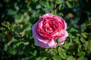 Bahçedeki pembe gül