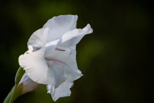 Close Van Een Witte Irisbloem Met Groene Achtergrond Voorjaarsbloem — Stockfoto