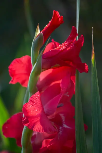 Close Του Κόκκινου Λουλουδιού Στον Κήπο Την Άνοιξη — Φωτογραφία Αρχείου