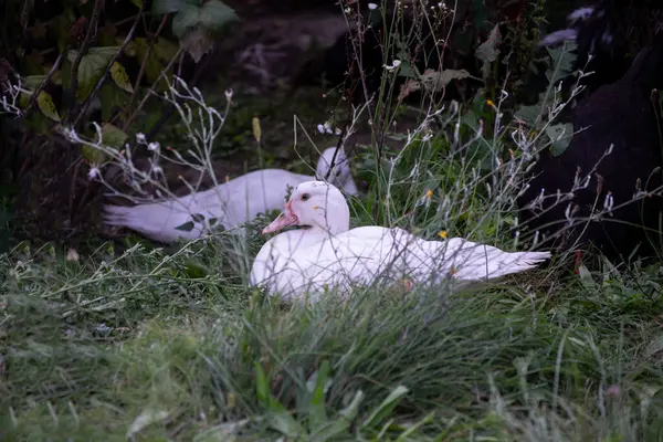 White Geese Garden — Zdjęcie stockowe