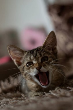 Kanepede küçük sevimli bir kedi yavrusu