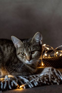 Noel çelenk ile şirin kedi