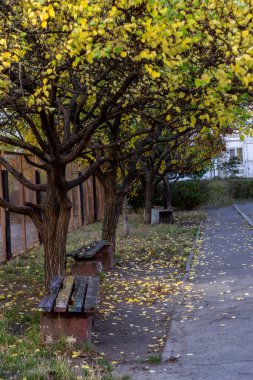 Sonbaharda parkta sarı yaprakların ve ağaçların dikey görüntüsü.