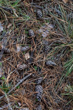 Ormandaki çam ağacı