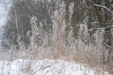 Kış ormanı kar ve buzla kaplıdır..