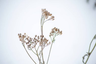 Güzel botanik fotoğrafı, doğal duvar kağıdı.