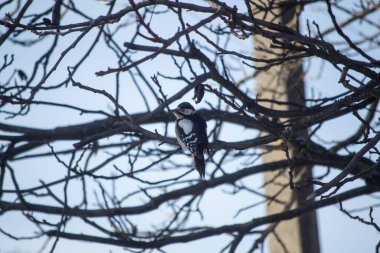 Ağaçkakan kışın, bir ağaç dalında oturur.