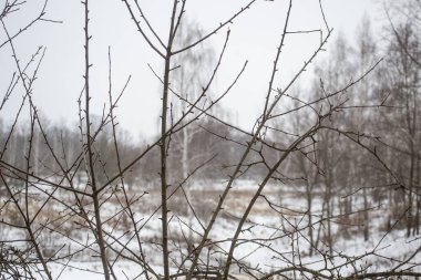 Ormanda kar, kış manzarası