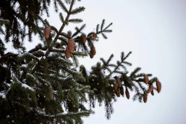 pine branch with snow and cones.
