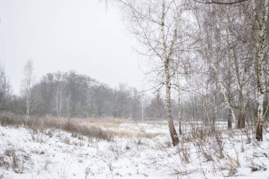 Kar ve ormandaki kış manzarası
