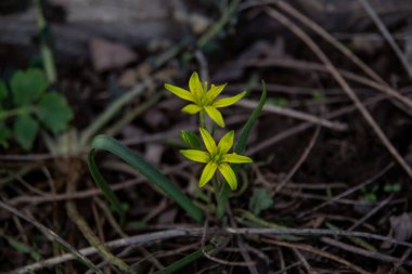 İlkbaharda ormanda sarı çiçekler