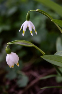 Bahçede beyaz çiçekler