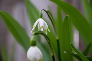 Bahar çiçekleri, kapatın.