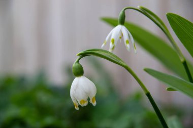 kardelen beyaz zemin üzerine.