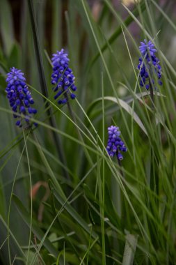 Baharda güzel mavi musaryaları olan bir çiçek tarhı.