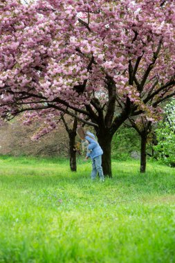 Bahçesinde sakura olan güzel bir kız.