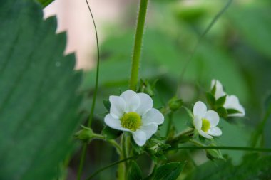 Bahçede beyaz çilek çiçeği.