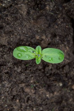 Su damlası olan yeşil bitki