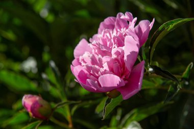 çiçek pembe Şakayık