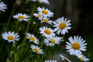 Beyaz papatyalar çimenlerde çiçek açtı.
