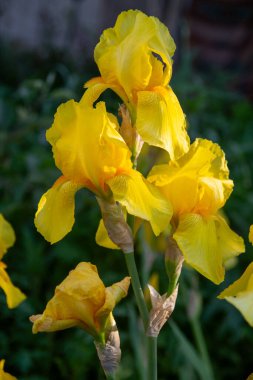 Parlak sarı irisler yazın çiçek açar.