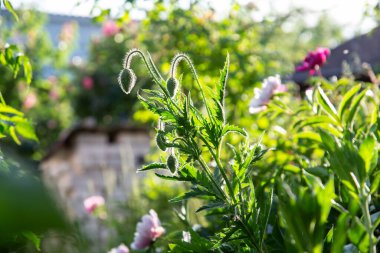 Yazın gün batımında kırmızı haşhaş tomurcukları
