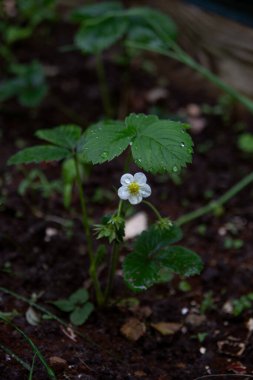 Bahçede yetişen çilek çiçeği