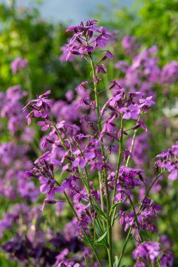 Bahçedeki güzel mor çiçekler
