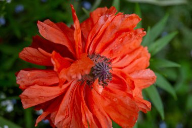 Bahçede kırmızı gelincik çiçeği